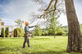 How Our Tree Care Process Works  in  Breckenridge, CO