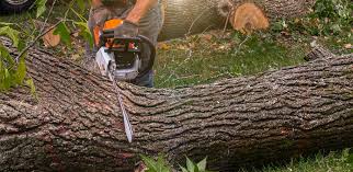 Best Utility Line Clearance  in Breckenridge, CO