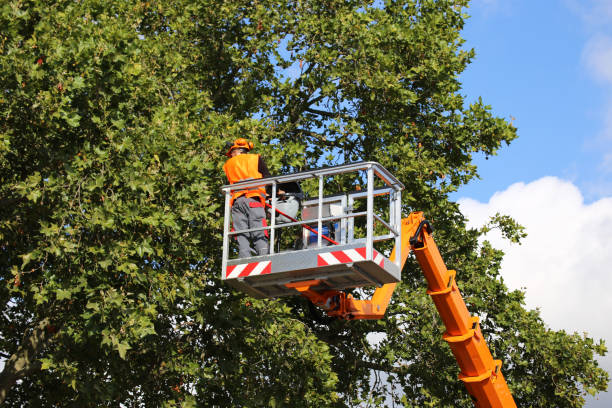 Tree and Shrub Care in Breckenridge, CO