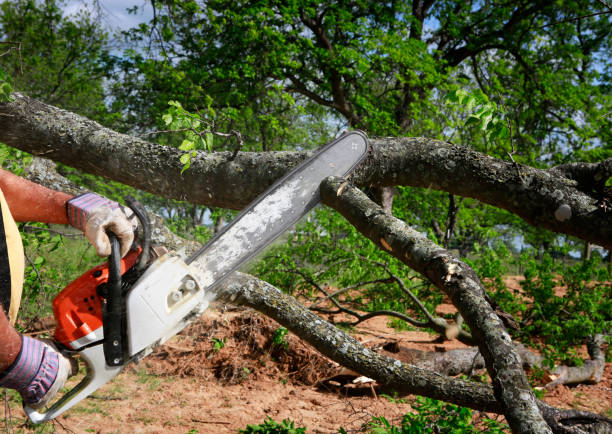 Best Tree Preservation Services  in Breckenridge, CO